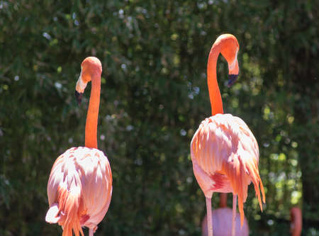 Flamingosの写真素材