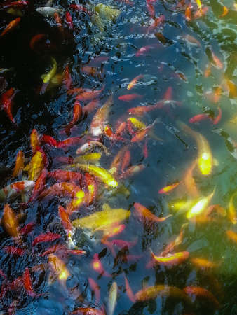 The swimming colorful carps in the tranquil pond water の写真素材