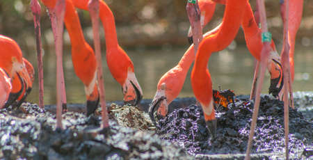 Flamingos Eatingの写真素材