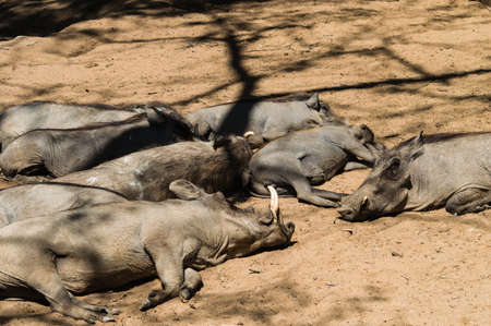 Group of Warthogs sleepingの写真素材