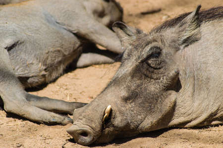 Warthog sleeping Close-upの写真素材