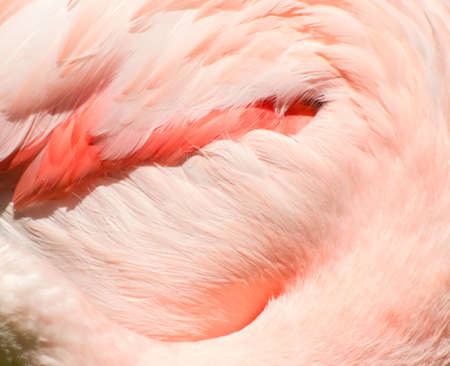 Background of close-up detail of a pink flamingoe's feathers.の写真素材