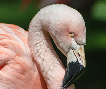 Close-up of a Flamingo.の写真素材