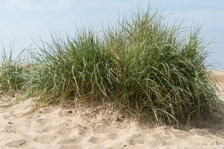 Close-up of beach grass.の写真素材