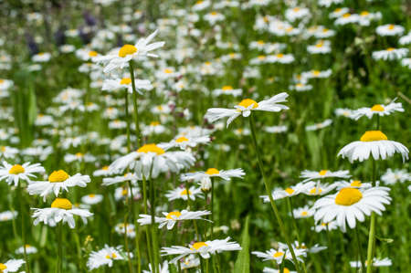 Field of Daisiesの写真素材