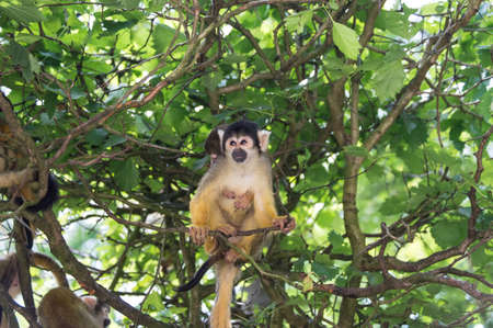 Squirrel monkey  Apenheul, the Netherlands の写真素材
