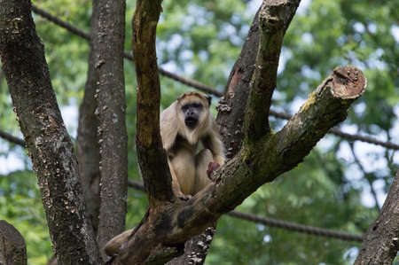 Howler monkey eating fruit in a treeの写真素材