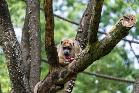 Howler monkey eating fruit in a treeの写真素材