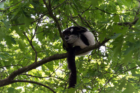Lemur Monkey chilling in a tree, looking into the cameraの写真素材