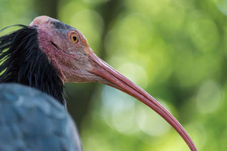 Northern Bald Ibis Close upの写真素材