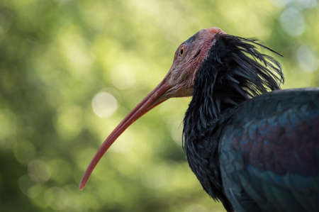 Northern Bald Ibis Close upの写真素材