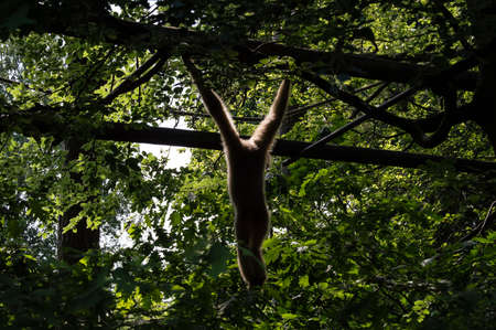 Backview Wool Monkey hanging from a tree with sun on his backの写真素材