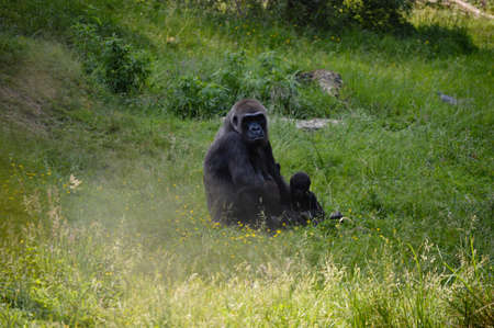 Female western lowland gorillaの写真素材