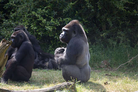 Intimidating silverback gorilla posingの写真素材