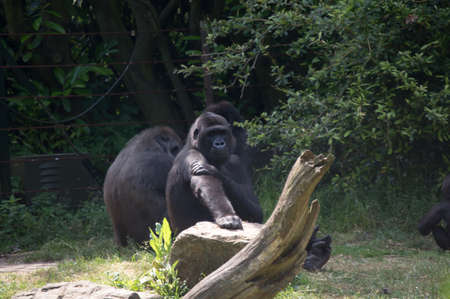 Female western lowland gorillaの写真素材