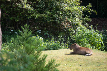 Capybara , A highly intelligent herding animal that's semi-aquaticの写真素材