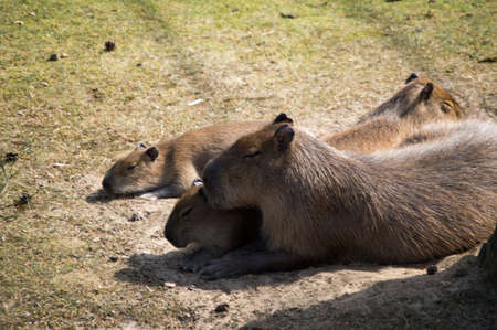 Capybara ; A highly intelligent herding animal thats semi-aquatic as well as being withe worlds largest rodent の写真素材