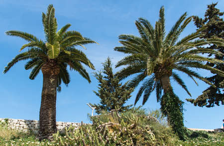 Palmtrees at Ibiza Townの写真素材