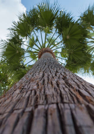 Low angle view of coconut palm treeの写真素材