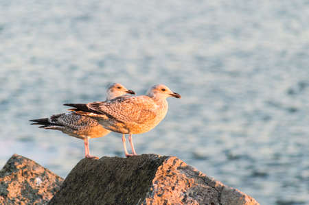 Two seagulls sitting on a rock.