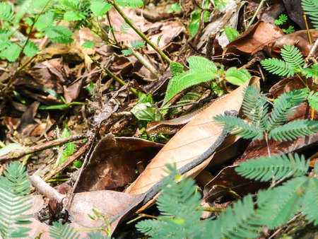 Lizard Hiding in the Foliageの写真素材