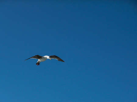 Seagull Flyingの写真素材