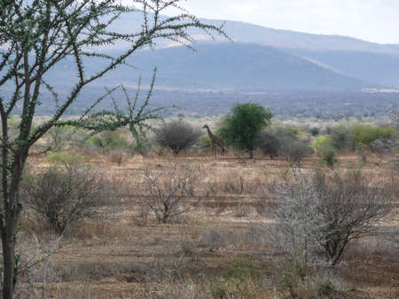 A lone Giraffe in the Serengeti national park Tanzania, Africaの写真素材