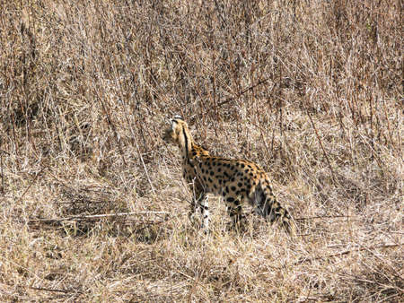 Bobcat on the prowlの写真素材