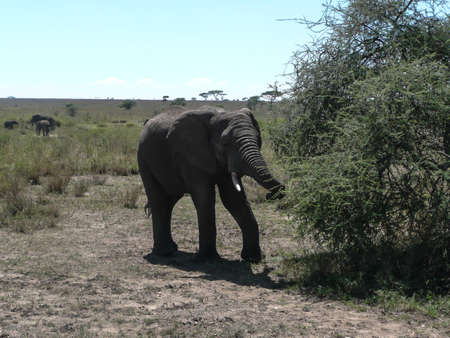 An Elephant in its natural habitat in the Serengeti National Park Tanzania, Africaの写真素材