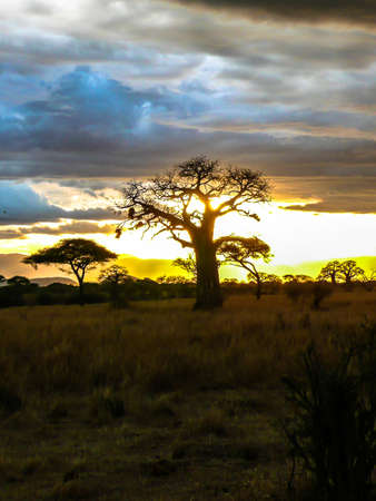 Cloudscape Landscape picture of the Serengeti National Park Tanzania, Africa with in the centre one of the famous baobab and Acacia treesの写真素材