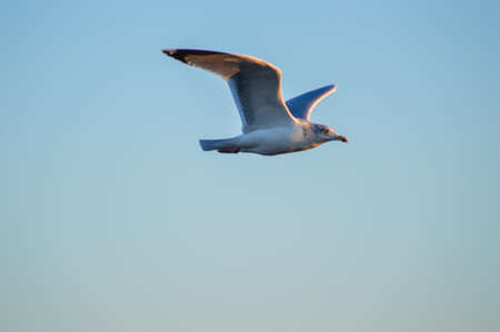 Seagull in gliding in mid-flightの写真素材