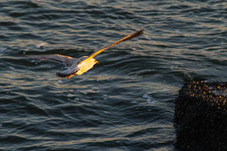 Seagull in gliding in mid-flight.の写真素材