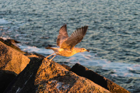 Seagull taking off from the Pier in Ijmuiden, The Netherlandsの写真素材