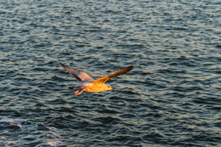 Seagull in gliding in mid-flight.の写真素材