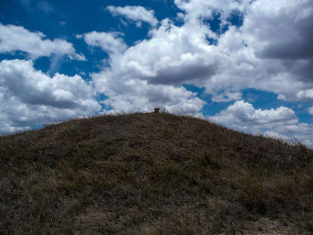 A Lone Lion in the distance on a hill in the Serengeti National Park Tanzania, Africaの写真素材