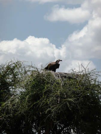 A Vulture perched on a tree in the Serengeti National Park Tanzania, Africaの写真素材