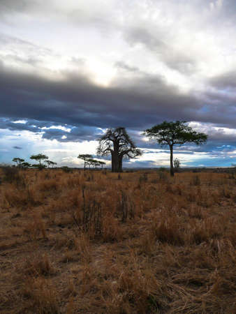 Cloudscape in the Serengeti national park, Tanzaniaの写真素材