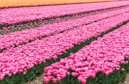 Pink, Orange tulip field in North Holland during springの写真素材