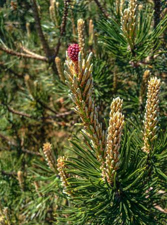 Pine Tree Close up