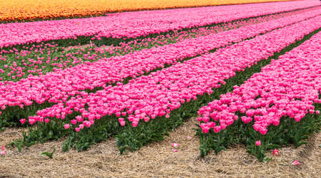 Pink, Orange tulip field in North Holland during springの写真素材