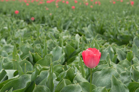 Tulipfield in Holland after 'Deadheading'