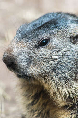 Groundhogの写真素材
