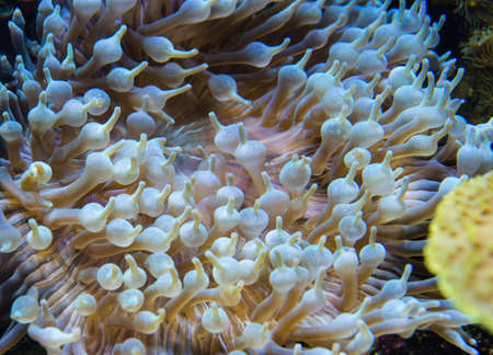 Anemone close upの写真素材
