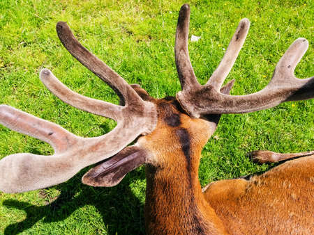 Reindeer hornsの写真素材