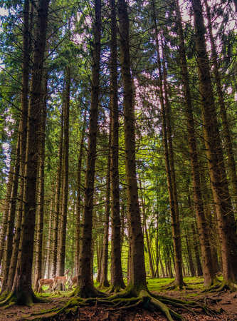 Nature Scene with deerの写真素材