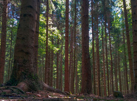 Forest