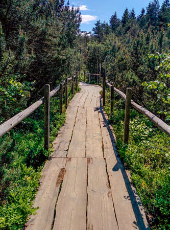 Wooden Footpath in German Forestの写真素材