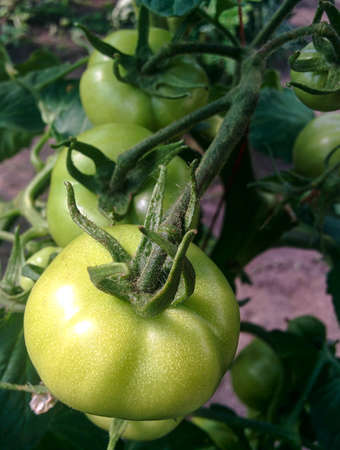Tomatoの写真素材
