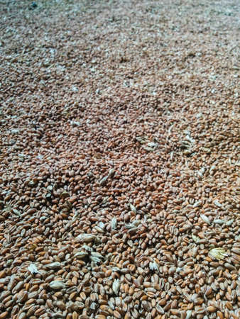 Heap of wheat seeds close-up.の写真素材