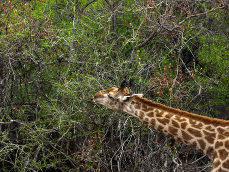 Giraffe eating Acacia leaves, South Africaの写真素材
